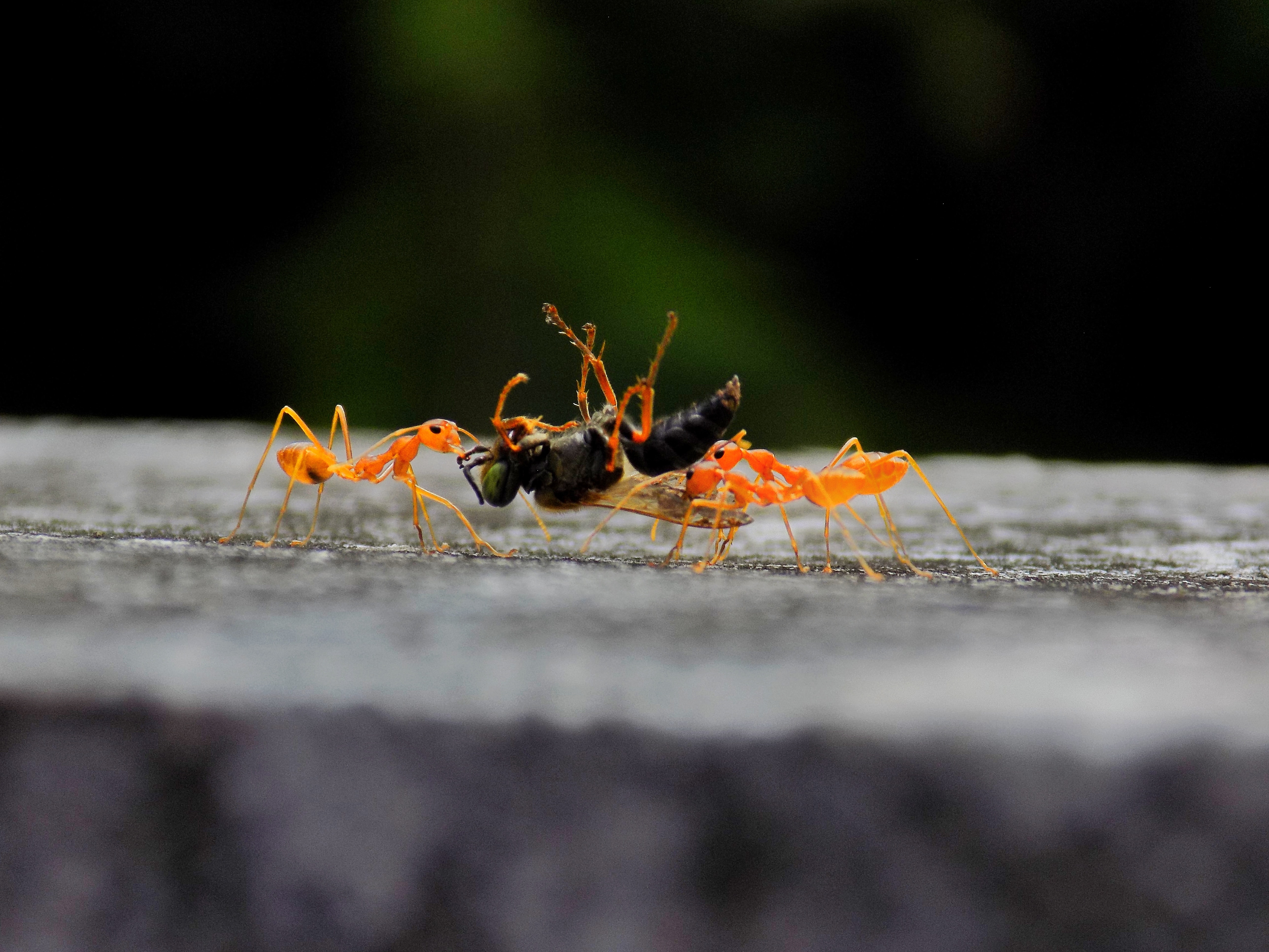Sobre a Equanta - Consultoria Ambiental